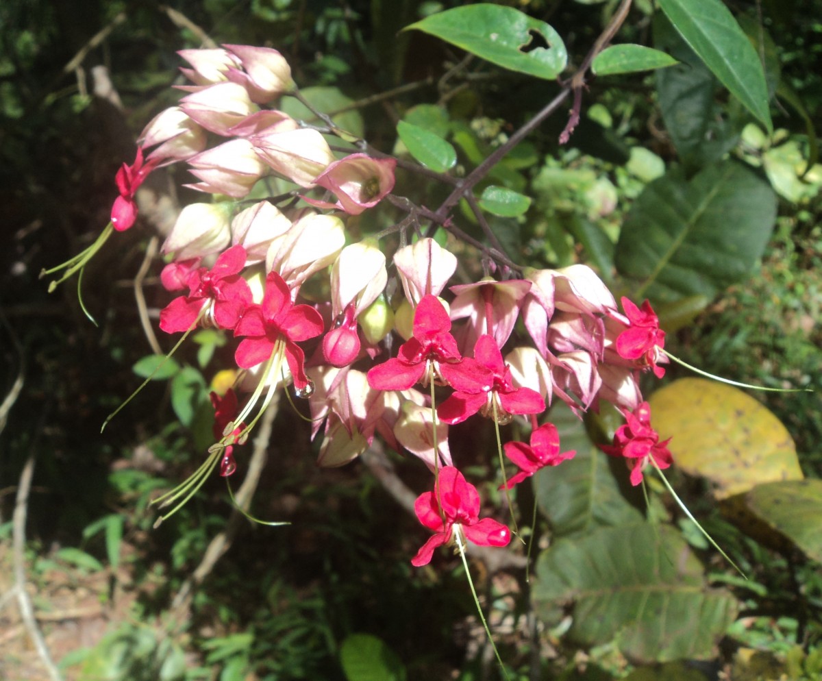 Clerodendrum × speciosum W.Bull